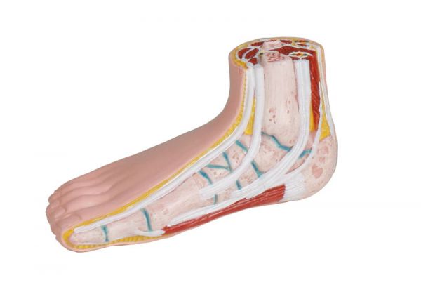 Odoo • Texte et Image