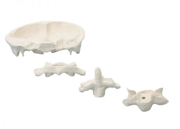 Odoo • Texte et Image