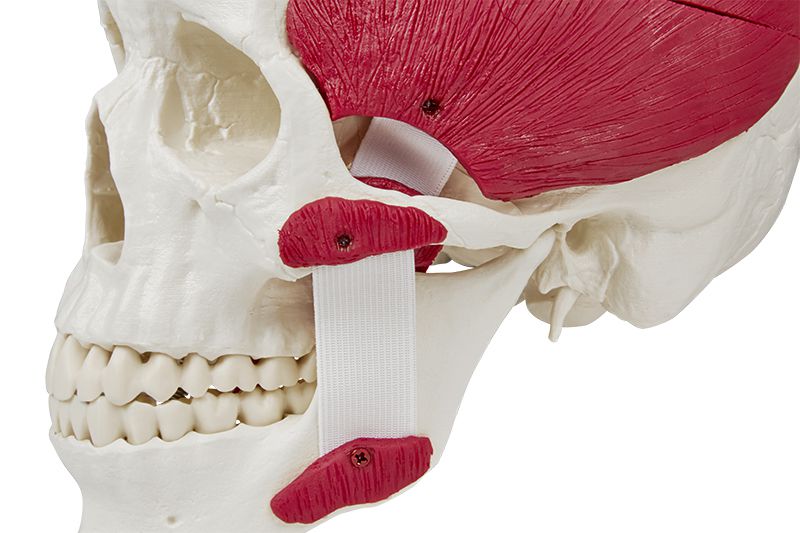 Odoo • Texte et Image