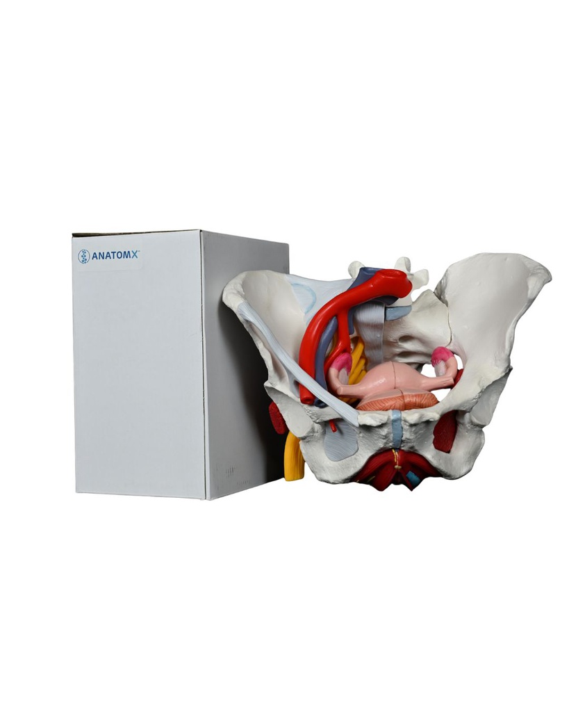 Bassin féminin avec ligaments, vaisseaux, nerfs, plancher pelvien et organes - 6 pièces
