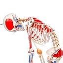 Squelette avec colonne vertébrale mobile, marques musculaires et ligaments