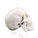 Modèle anatomique - Crâne humain en trois (3) pièces de base