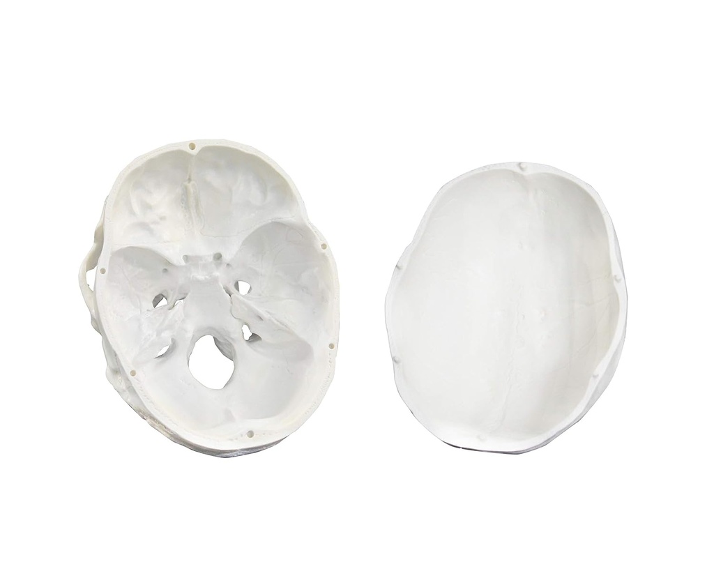 Modèle anatomique - Crâne humain en trois (3) pièces de base