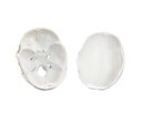 Modèle anatomique - Crâne humain en trois (3) pièces de base