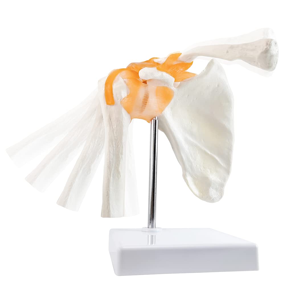 Modèle anatomique - Articulation fonctionnel de l'épaule