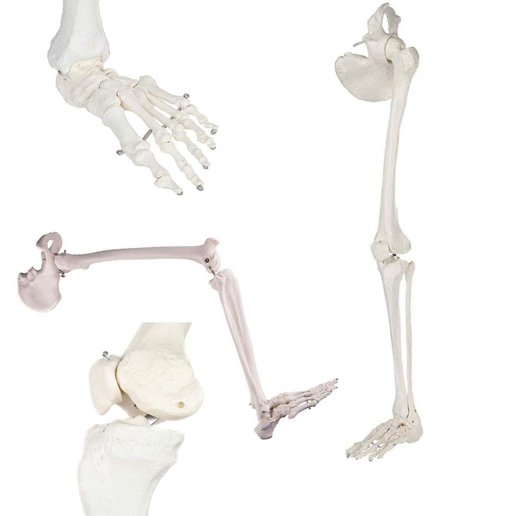Modèle anatomique - Squelette de jambe avec moitié de bassin