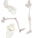 Modèle anatomique - Squelette de jambe avec moitié de bassin