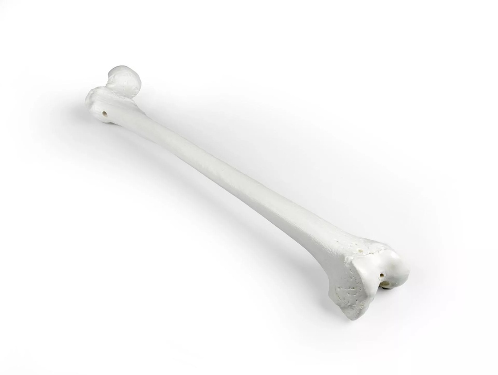 Modèle - Os du fémur