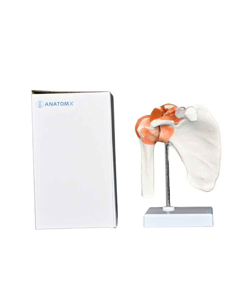 Modèle anatomique - Articulation fonctionnel de l'épaule