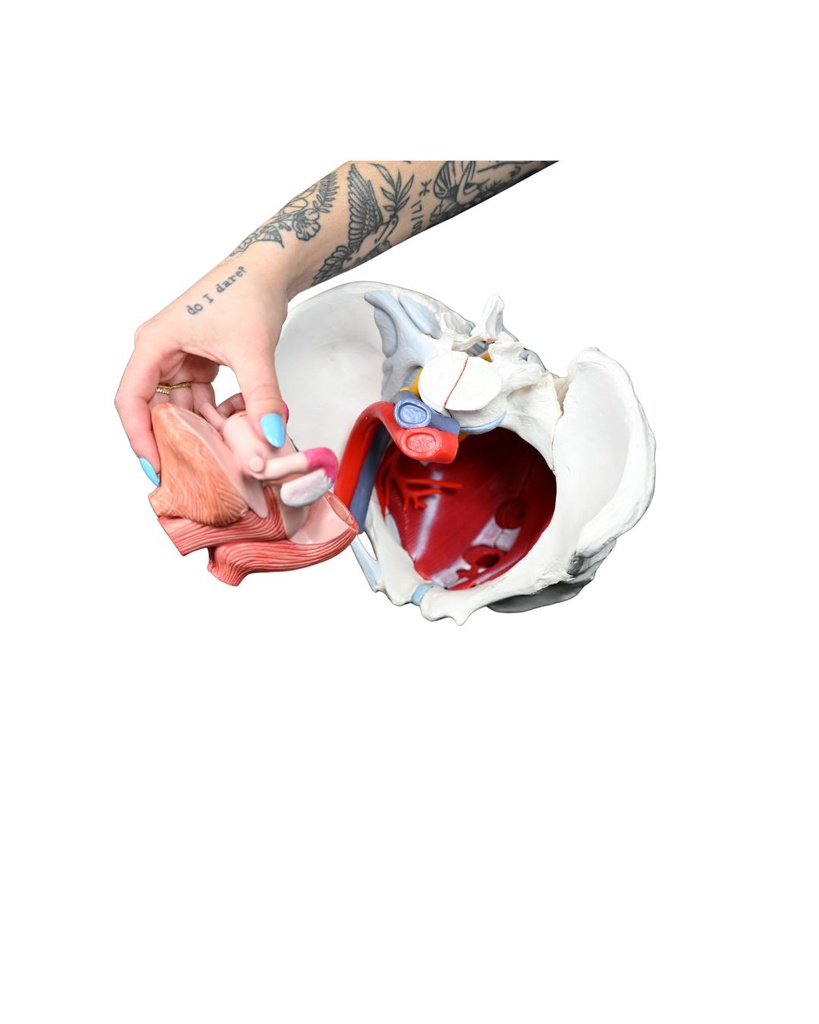 Bassin féminin avec ligaments, vaisseaux, nerfs, plancher pelvien et organes - 6 pièces