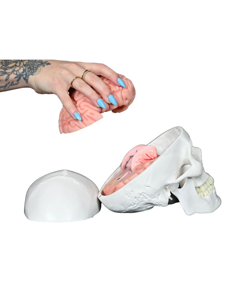 Crâne humain et cerveau - 11 pièces