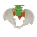 Colonne vertébrale flexible et colorée avec bassin et nerfs - 85 cm