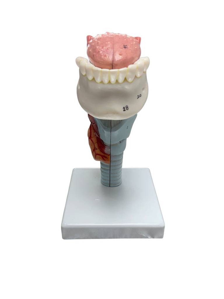Modèle de Larynx avec langue et dents (2x la taille réelle)
