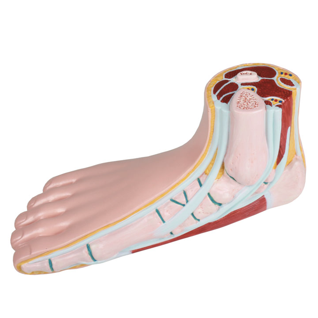[109-389] Anatomical model - Foot models - Reg.: 127,00$ (Aucun)