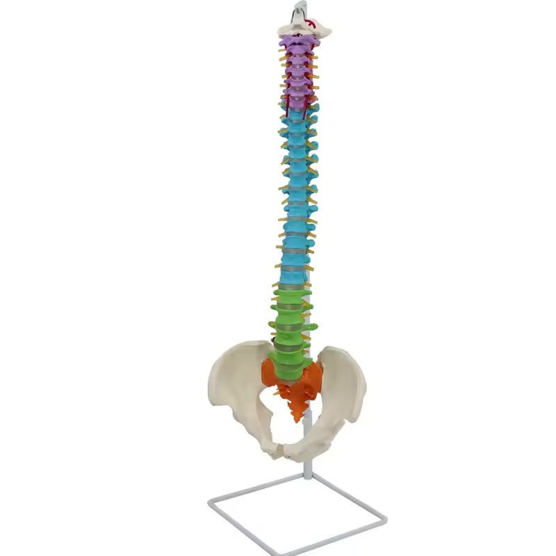 Colonne vertébrale flexible et colorée avec bassin et nerfs - 85 cm