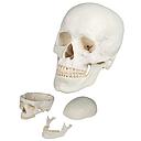 Anatomical model - Human skull in three (3) pieces