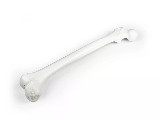 [115-948] Model - Femur bone