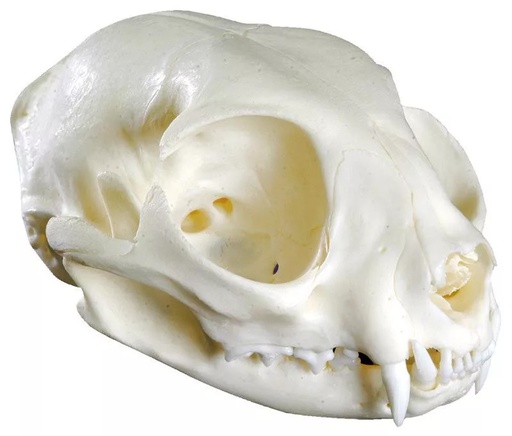 [116-548] Model - Cat Skull
