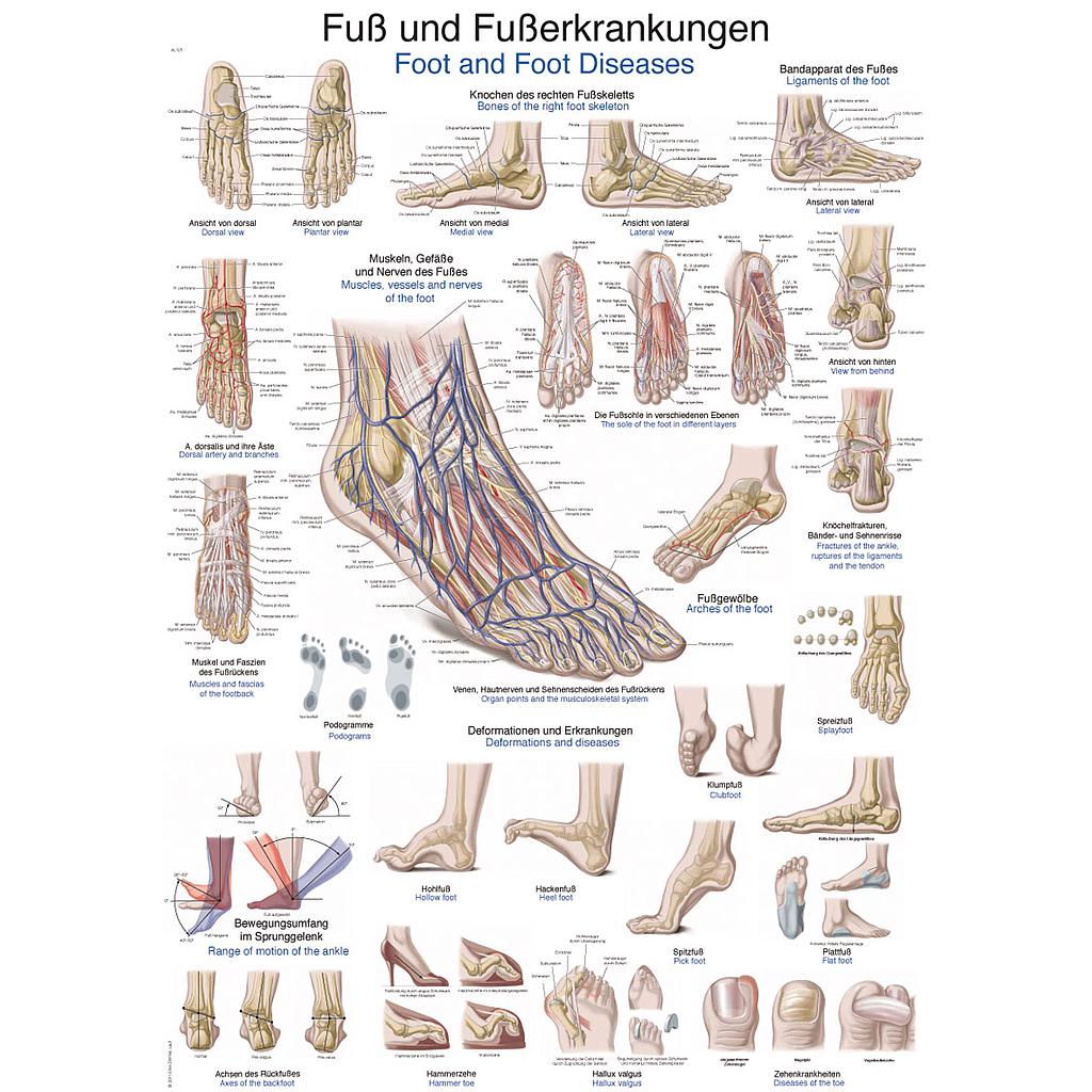 Anatomical charts - English &amp; Latin Reg.: $36.00
