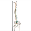 Modèle - Colonne vertébrale flexible