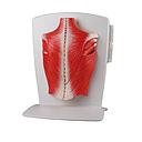 [119-973] Modèle - Musculature dorsale - Rég.: 255,00$