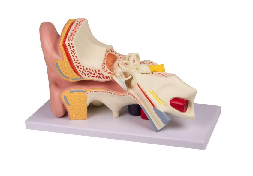[103-835] Modèle anatomique -  Oreille classique agrandi 4 fois