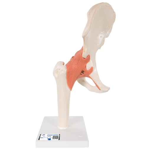 [122-101] Model - Functional Hip Joint, Deluxe