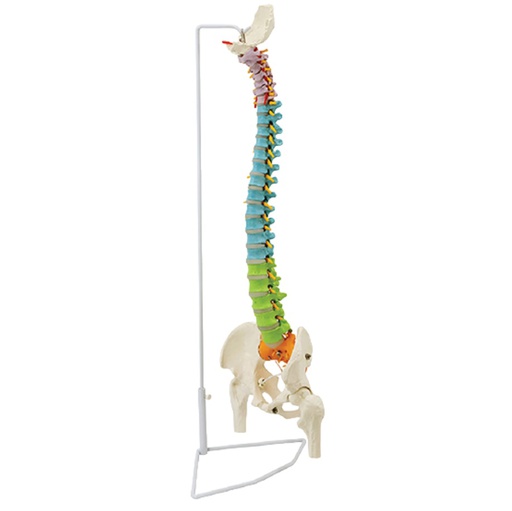 [122-688] Model - Deluxe didactic flexible spine with femur heads 85 cm