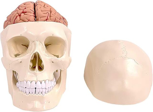 [122-690] Human skull and brain -11 pieces