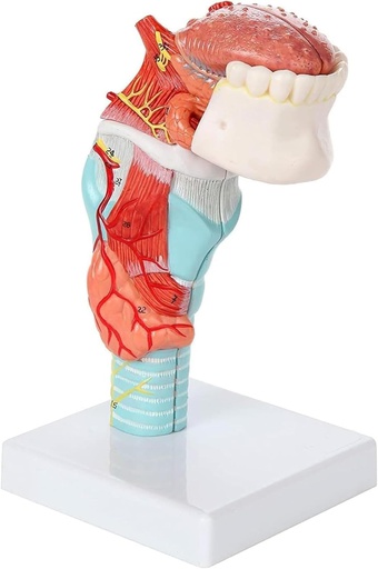 [122-692] Larynx model with tongue and teeth (2x life size) - 5 parts