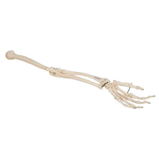 [122-699] Anatomical model - Articulated Human Arm Skeleton