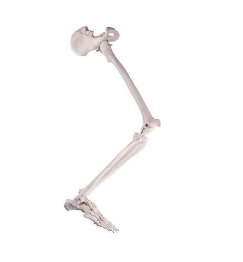 [122-829] Modèle anatomique - Squelette de jambe avec moitié de bassin